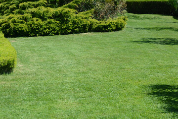 Lawn with bright green grass and shrubs on sunny day