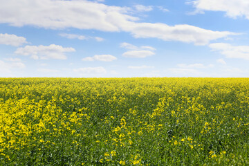 Fototapeta premium Beautiful view of blooming rapeseed field on sunny day
