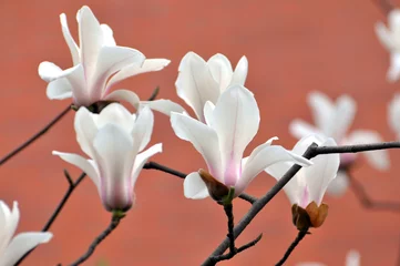Gordijnen  lovely magnolia blossom in springtime © 曹宇