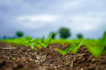 Green agriculture field with cloudy sky background.