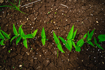 Green agriculture field in india.