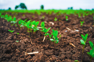 Green agriculture field in india.