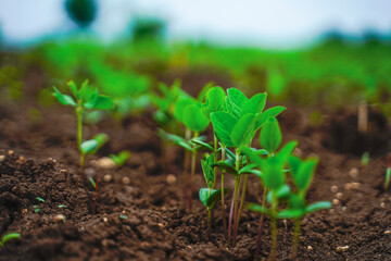 Green agriculture field in india.