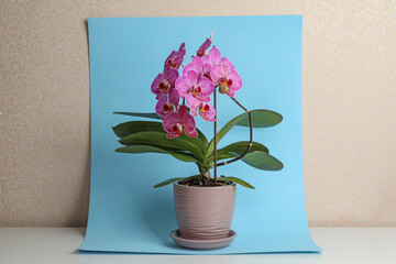Beautiful pink orchid flower on white table