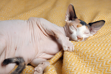 Beautiful Sphynx cat sleeping on soft yellow plaid