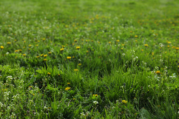 Lush green grass and beautiful yellow dandelion flowers outdoors