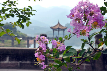pavilion and pink small flowers 