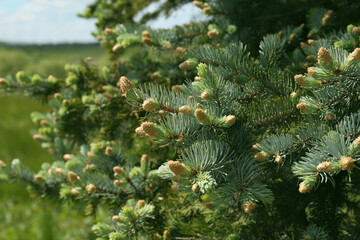 Beautiful coniferous tree branches with cones outdoors on sunny day, closeup