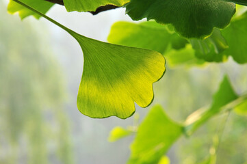 green ginkgo leaves in spring