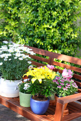 Fototapeta na wymiar Many different beautiful blooming plants in flowerpots on wooden bench outdoors