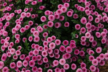 Chrysanthemum plant with pink flowers as background