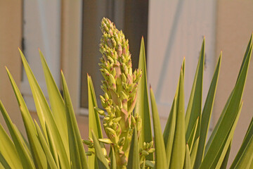 Yucca dont la fleur commence à s'ouvrir.