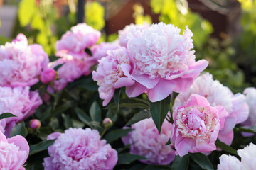 Blooming peony plant with beautiful pink flowers outdoors, closeup