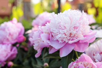Blooming peony plant with beautiful pink flowers outdoors, closeup. Space for text