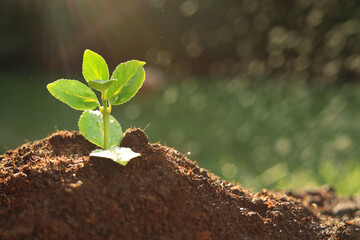 Beautiful green seedling in soil outdoors, closeup with space for text. Planting tree