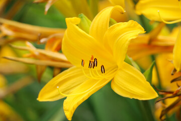 Beautiful yellow lily growing in garden, closeup
