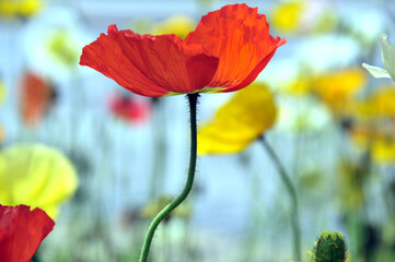 blossoming poppy flower