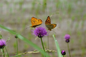 ノアザミにとまるウラギンヒョウモン