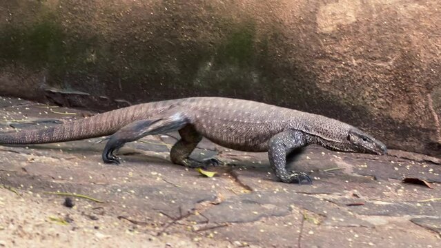 4K Benhal monitor lizard walking along paved pathway sticking out its tongue. Exotic animals, environment, fauna concept.