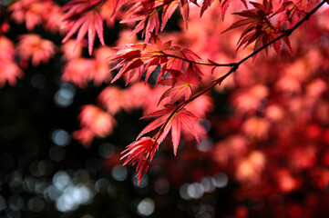  red maple leaves