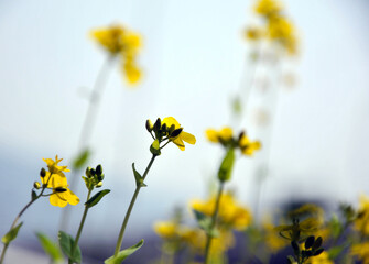 yellow flowers in spring