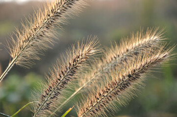 Foxtail flower