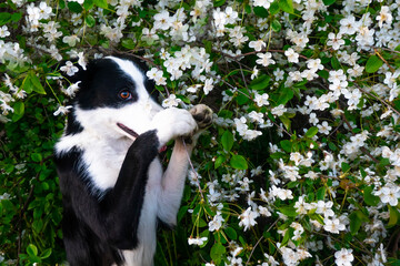 A happy dog in flowers. The pet is smiling.