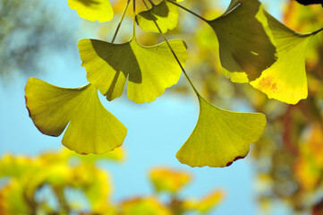 autumn ginkgo tree