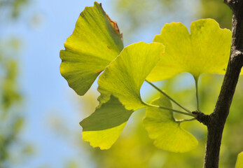 Obraz premium autumn ginkgo tree