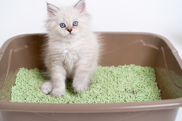 a beautiful white kitten of the British breed is sitting in the cat's toilet, teaching the kitten...