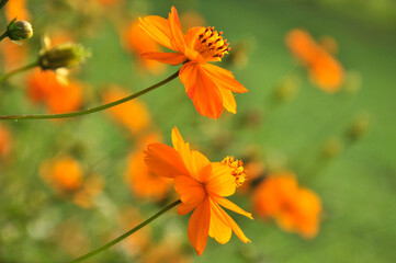 orange flower in the garden