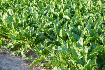 sugar beet field photographed from diagonally above. green plants