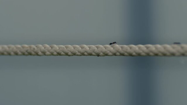 Ants crawling on rope. Insects running on dirty clothesline on street. Wildlife. Close up. Macro.