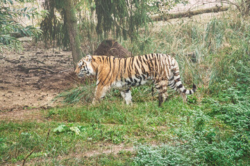 Obraz na płótnie Canvas Siberian tiger. Elegant big cat. endangered predator. white,black,orange striped fur