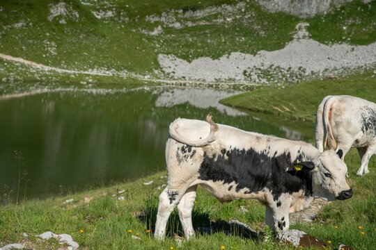 Österreich Loser Altaussee Wandern Sommer 2022 Berge See Panorama Kühe Bild 7