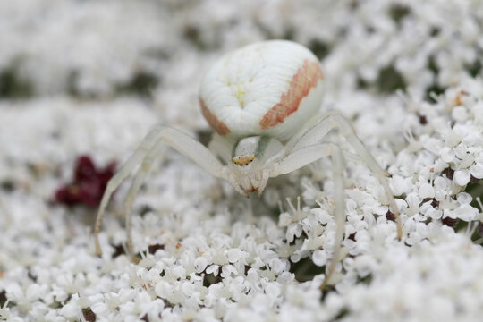 Misumena vatia is a species of crab spider with a holarctic distribution