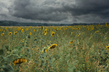 Sunflower field with many yellow flowers. Sunflower oil is produced from the seeds