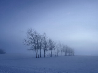 Fototapeta premium trees in the fog