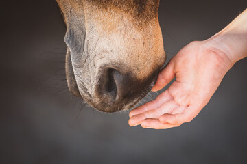 Mensch & Pferd © Petra Fischer