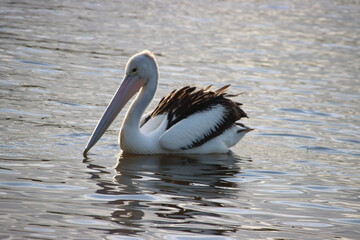 Australian Pelican (Pelecanus conspicillatus), Noosa River, Noosaville, Sunshine Coast, Queensland, Australia.