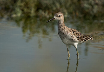 A portrait of a Ruff at Hamala, Bahrain