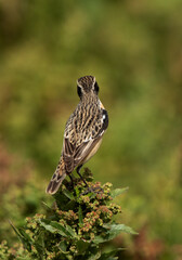 Whinchat perched on green facing other side , Bahrain