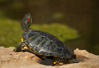 Red-eared slider at Adhari canal, Bahrain