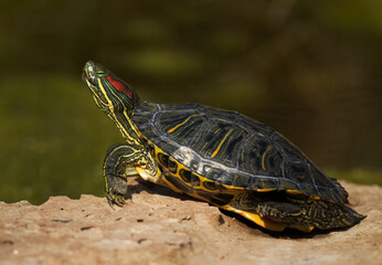 Red-eared slider basking in sun at Adhari canal, Bahrain