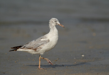 Slender-billed gull at Busaiteen coast, Bahrain