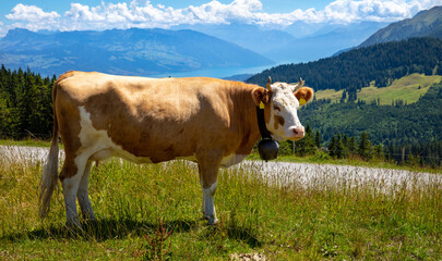 cow pasture in the mountain © M.studio