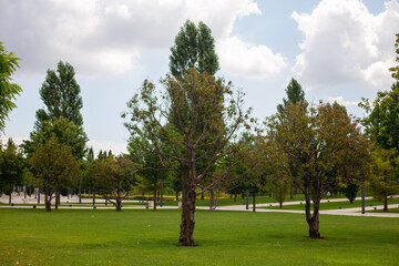 Green trees grow in a modern park