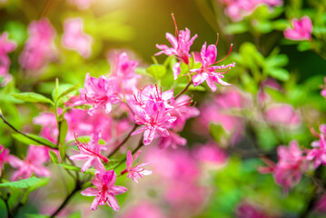 pink rhododendron blooms in the Botanical garden
