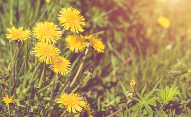 Yellow dandelions blooming on grass background