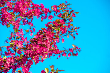 Fototapeta na wymiar Blooming decorative apple tree with red flowers